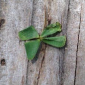 Meet your Posher, Cassie